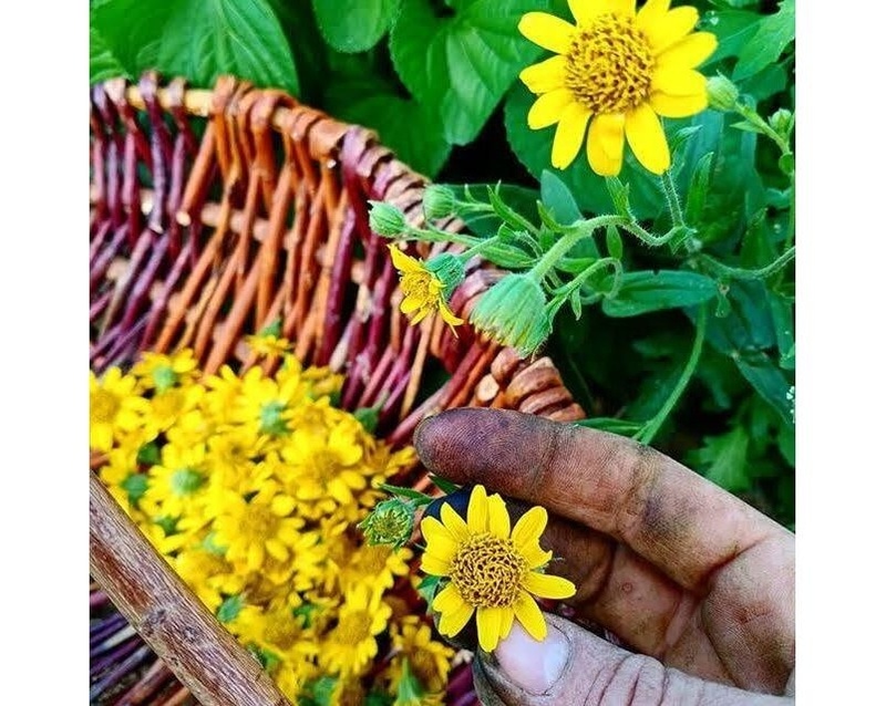 Les cueillettes de juillet et son herbier - Apoteka