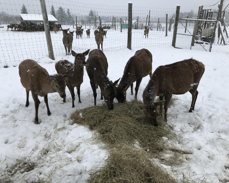 Ferme Boucherie Le Sabot d'Or